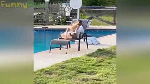 "Sun-Loving Dogs, Dancing Parrots, and Sand-Rolling Penguins: Hilarious Animal Antics Compilation"