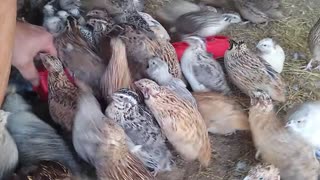 Quail going nuts part 2