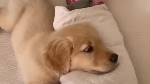 Puppy Sleeps with Baby!