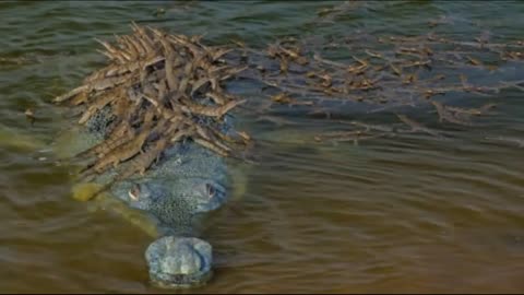 ***100 Baby Crocodiles Riding On Their Father!***