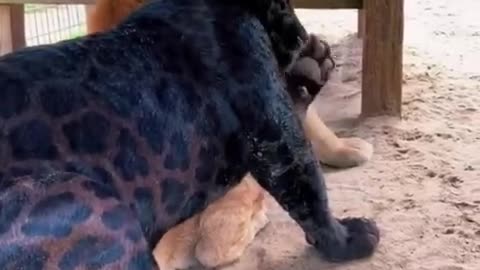 Jaguar and puma best friend