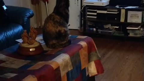 Cat Watches TV