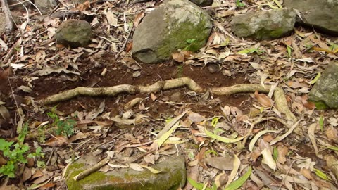 Making tools in the Bush