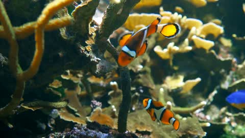 Clown fish at a coral