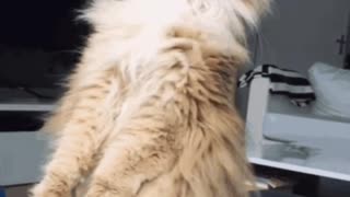 Cute Cat Gif