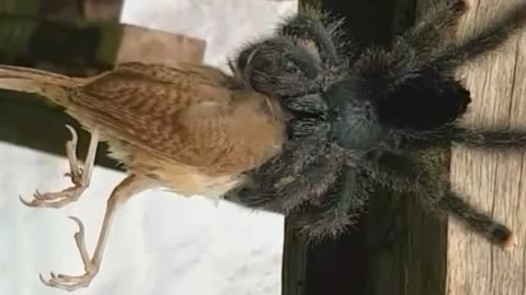 spider spider attacks bird