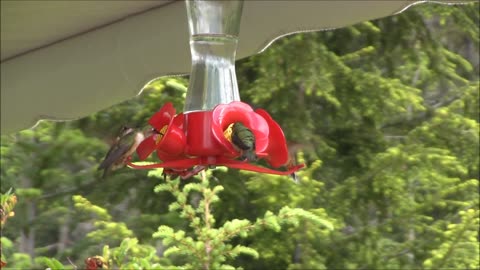 Hummingbirds While Camping