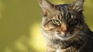 cat in garden