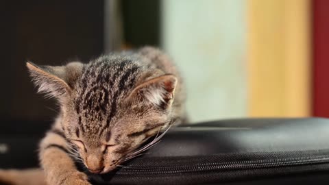 Little kitten funny video with sleep