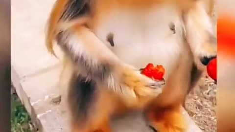 Funniest Animal/Pet/Dog videos😂That will Definite ly Happy Your Day🤗😁