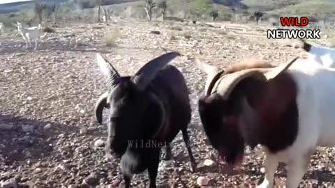 Epic Wild Animals Fight Big Horn Sheep - Embestidas de Poder!