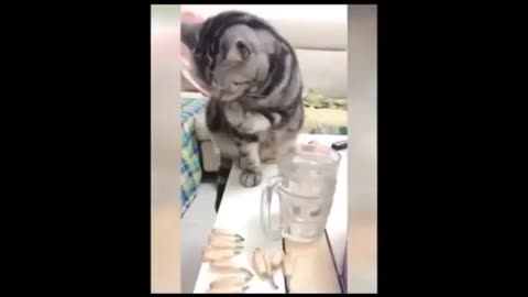 Hilarious Dogs and Cats Compilation 2024: Laugh Your Heart Out! 😆