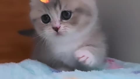 Cute Cat Videos | Funny Cat | Animal Videos
