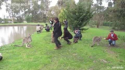 Compilation of Funny Animals Chasing and Scaring People in 2023