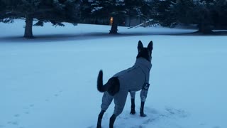 Dutch Shepherd Malinois Rolls and Flips in the Snow!