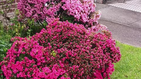 Azaleas colorful