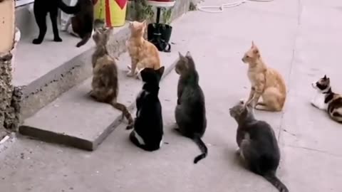 the dog carries water to the cats, but did not count the strength#doglover #jokes #catvideo #kitty