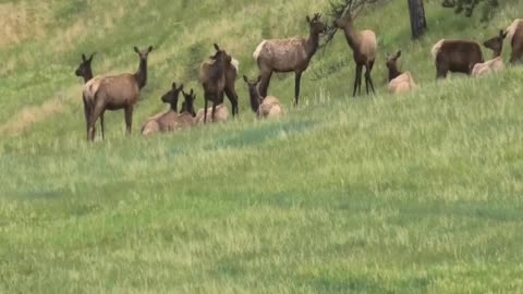 A few Elk just hanging around