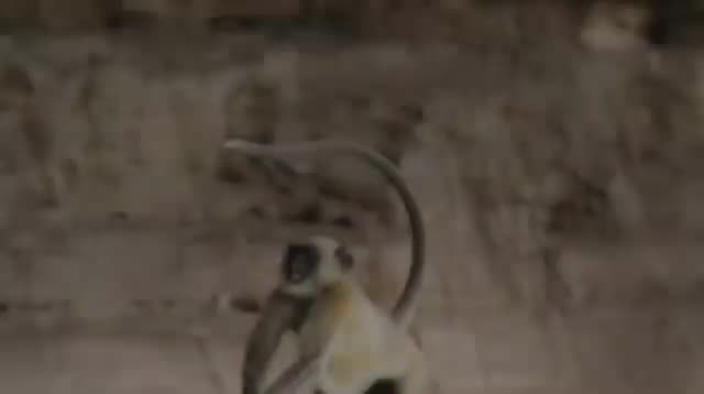 Funniest Monkey - cute and funny monkey videos