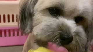 shih tzu getting treats. :)