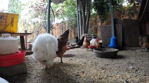 Backyard Chickens Fun Relaxing Sounds Noises Hens Clucking!