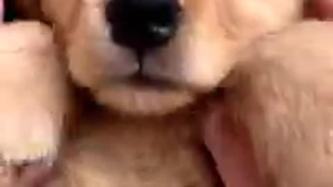 Top 5 retrieved puppy video of Janaury