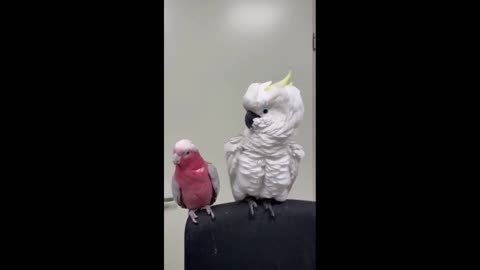 Cockatoo very protective of his favorite chair
