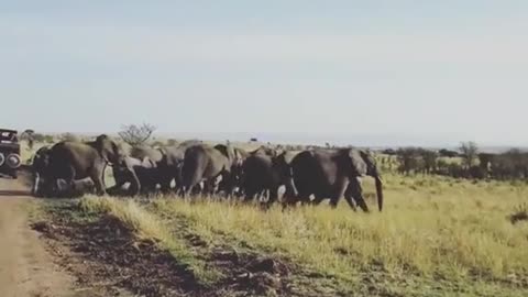 A herd of elephants are running