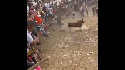 Video: Muere joven tras ser corneado por toro en corraleja