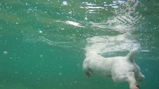 a dog enjoying his swim