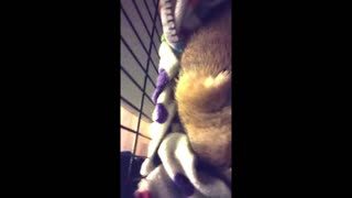 Prairie Dog Centerfold! -- Cute Funny Music Background - #Rumblevideos