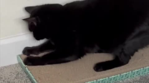 Adopting a Cat from a Shelter Vlog - Cute Precious Piper Shows What Her Tuffet is Really For #shorts