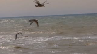 Relaxing Sounds Ocean Waves and Seagulls - 2 Hours