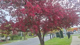 Crab apple tree with beautiful colored flowers