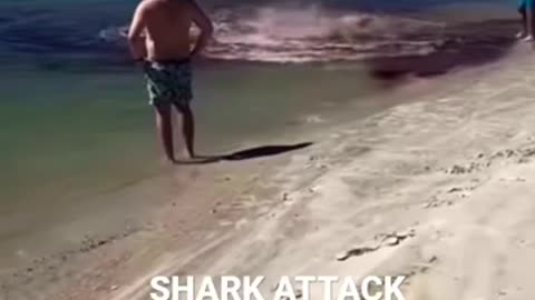 Most shocking sea Shark attack Amazing