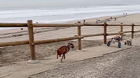 Dogs in Wheelchairs Race to the Beach