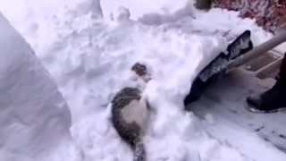 Cat enjoying snow