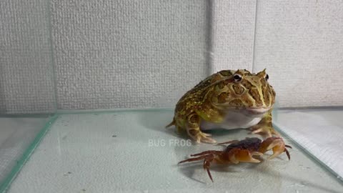 Crab gets angry / Pacman frog , African bullfrog【LIVE FEEDING】