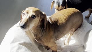 Dachshunds Drag Bed to Better Real Estate