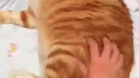 Why Orange Cats are the BEST 🐈