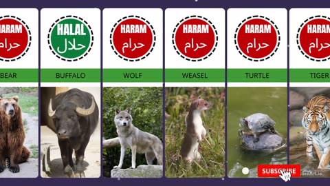 Halal & Haram Animals in Islam #3dcomparison #comparison #comparisonvideo