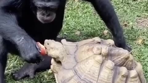 Monkey and its friend eating apple