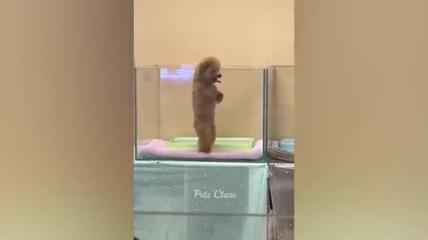 "You Won't Believe What This Funny Animal does next "