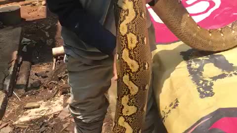 Beautiful Python