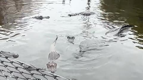 Feeding Gators At Gatorland