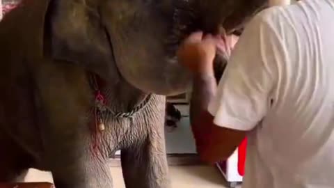 Baby elephant 🐘 whant to drink milk