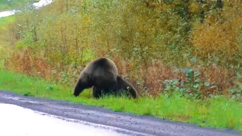 Black Bears fight with their claws for territory