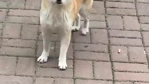 Cute dog jumping while walking