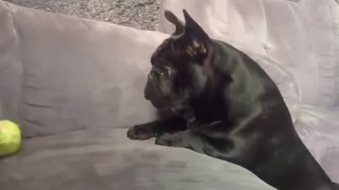 Funny Bulldog Video Compilation Shorts