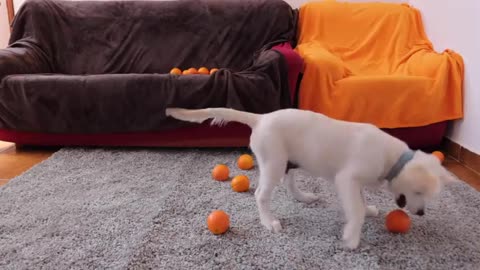 Golden Retriever Puppy Sees and Tastes an Orange for the First Time!
